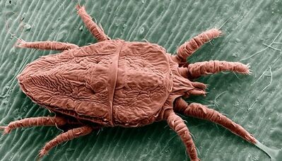 Parasitenbehandlungsmethoden im Körper